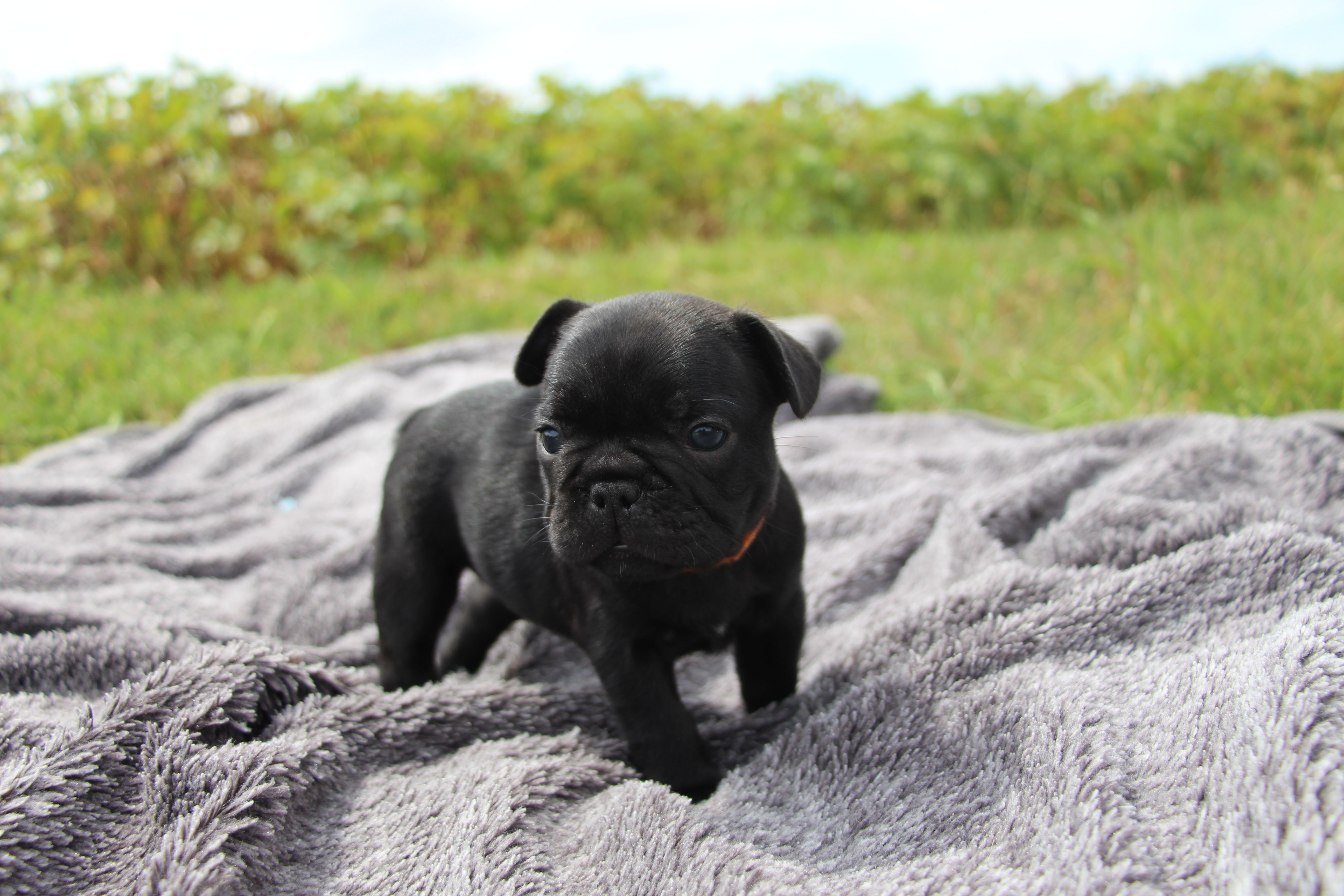  <svg class='orange'></svg> <b>Ma Cherry Melody</b> <svg class='orange'></svg>